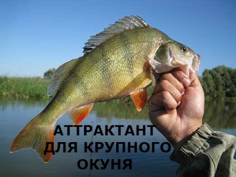 Аттрактант для ловли окуня своими руками.