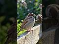 real life style of birds 😱😱