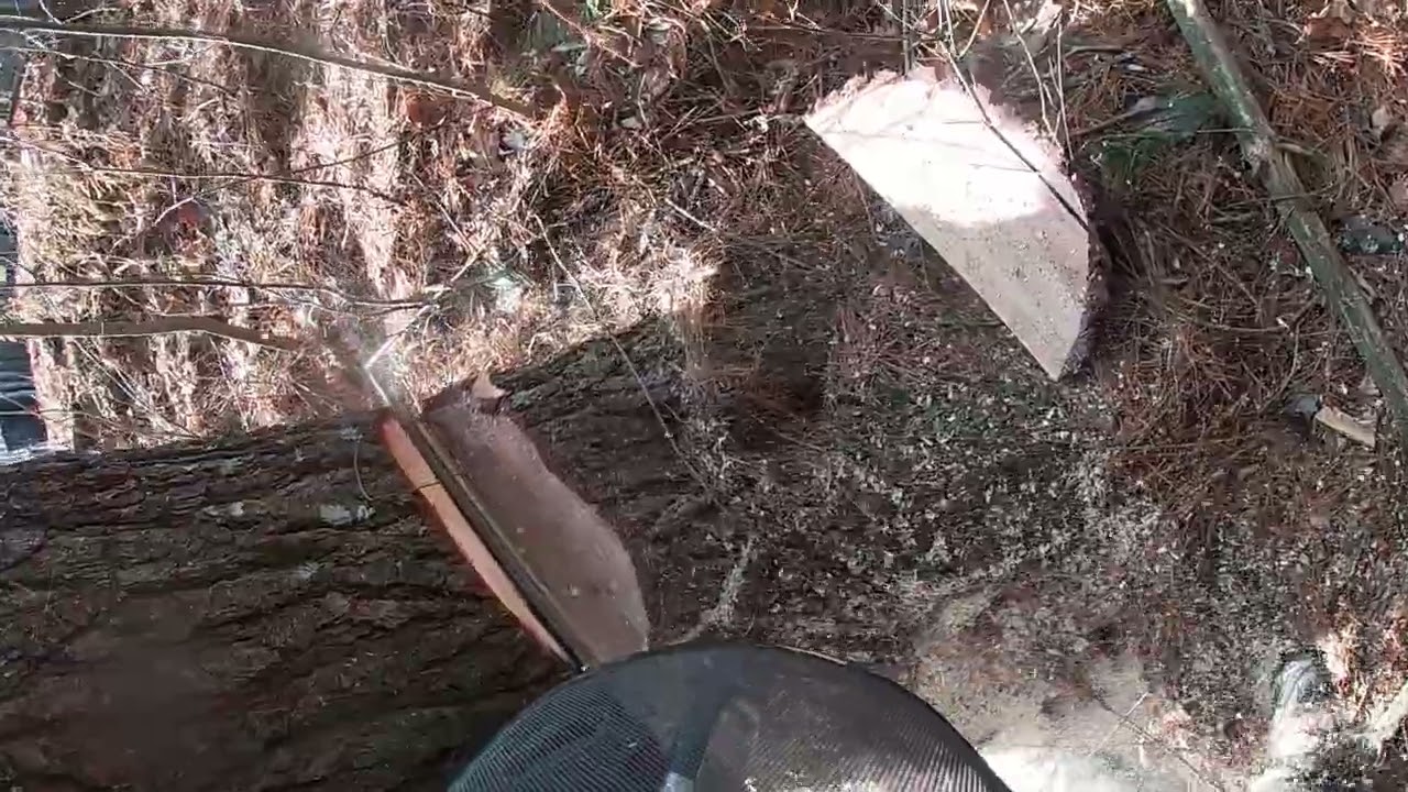 Massive leaning pine “Big Trees…Tight Spaces” 1/13/26