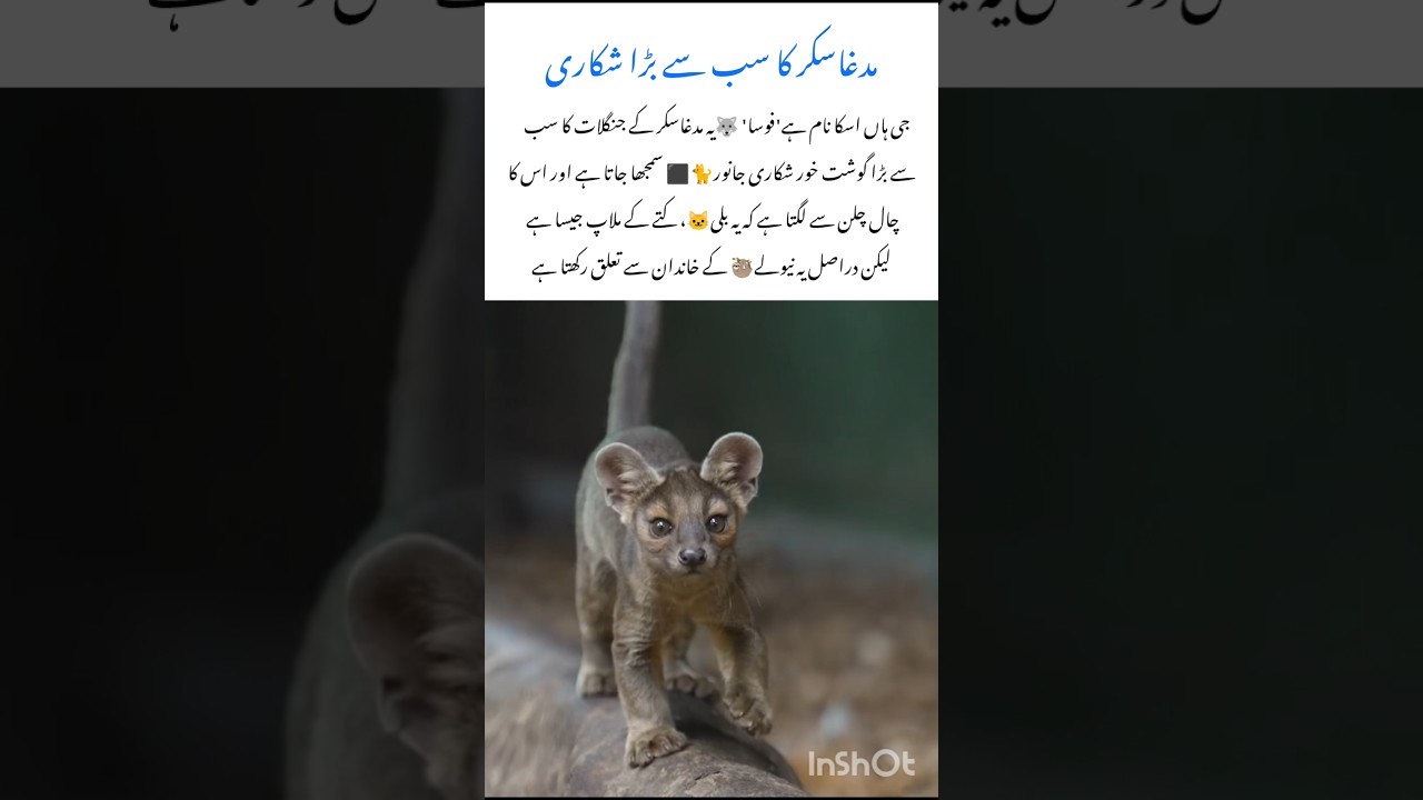 Fossa – Predator of Madagascar  Wildlife Animal 