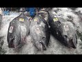 「今年は大きい」　境漁港でクロマグロ初水揚げ　日本海新聞