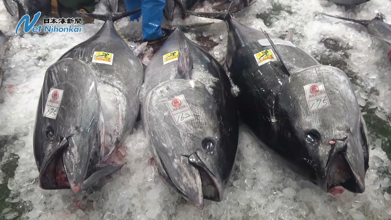 「今年は大きい」　境漁港でクロマグロ初水揚げ　日本海新聞