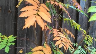 Видео Где-то осень ладони ласкает (автор: maslozero)