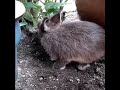 Alvin the netherland dwarf rabbit!