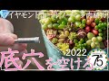 【DIY】初心者でもできる！多肉植物を植えるための底穴を空ける方法教えます！