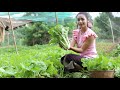 Fresh vegetable in my garden near my homeland - Healthy food