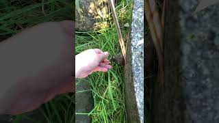 Another sneaky geocache