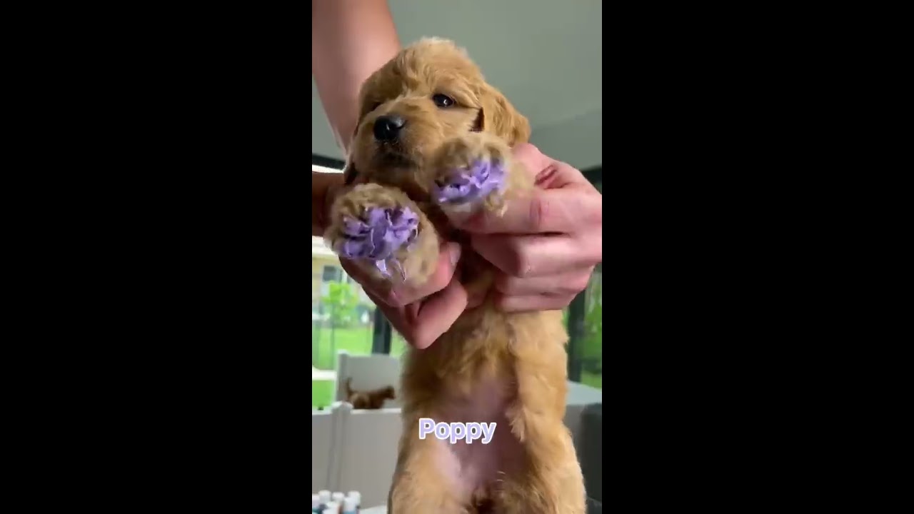 Puppy Paintings Shorts
