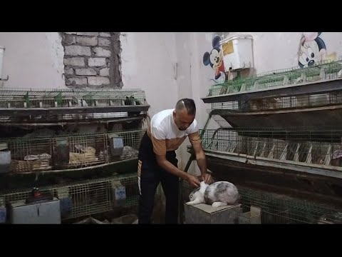 بث مباشر مزرعه ارانب منازع