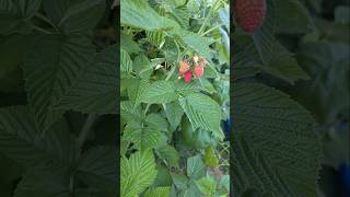 #fruit Rasberry Picking For Days #youtubeshorts