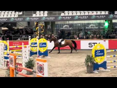 Gin Flip de Muze Z - 7yo Stallion Competition Sentower Park