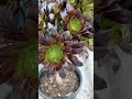 Aeonium de diferentes colores