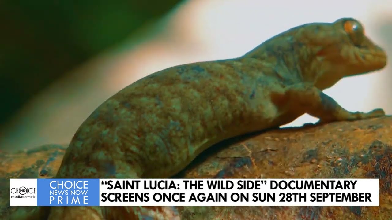 “SAINT LUCIA: THE WILD SIDE” DOCUMENTARY SCREENS ONCE AGAIN ON SUN 28TH SEPTEMBERTHE WILD SIDE