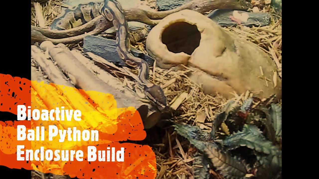 Building a Bioactive Ball Python Tank - Long & In Depth (w/ bonus ...