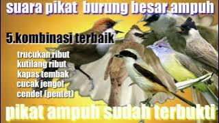 suara pikat burung besar trucukan ribut kombinasi kutilang ribut,kapas tembak,cucakjengot,cendet