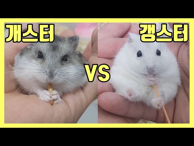 Cute Hamster Korean Movie 02 #308470 - TemplateMonster