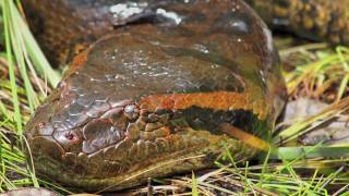 In Search of the Giant Green Anaconda (Eunectes murinus): Video(A short film detailing my lengthy quest to find a Green Anaconda in the Peruvian Amazon. © Ryan M. Bolton All imagery available for purchase. Please contact at ..., 2012-02-05T00:43:35.000Z)