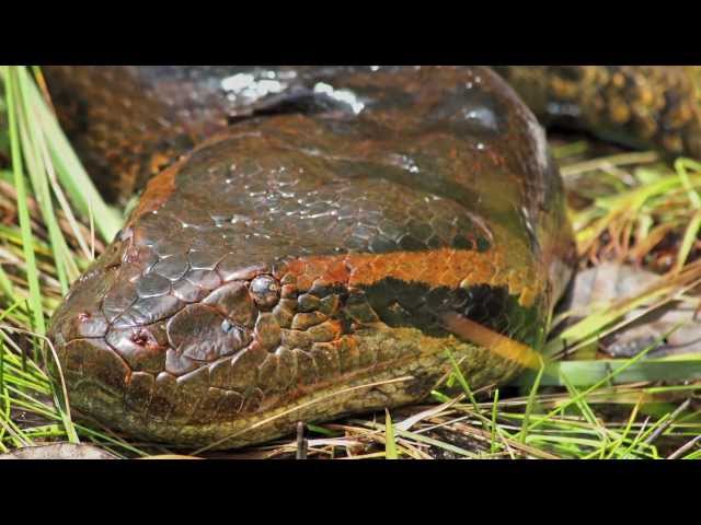 GIANT SNAKE FOUND IN THE RED SEA 