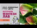 Антуриум Фэнтези Лав. Обзор сорта | Цветок мужское счастье