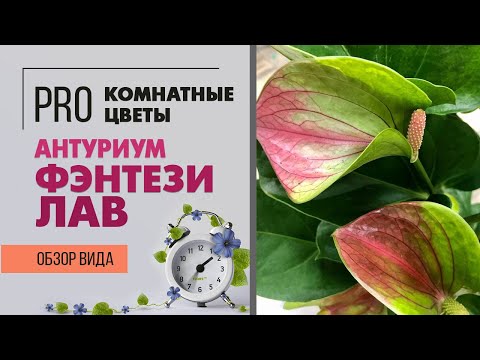 Video: Anthurium - hvordan plejer man en blomst? Funktioner og tips