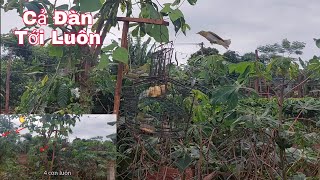 Bẫy Chim Vành Khuyên Cả Đàn Tới Luôn - Ringed Bird Trap