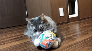 オモチャにすぐ飽きる猫 ノルウェージャンフォレストキャットCat getting tired of toys.Norwegian Forest Cat.