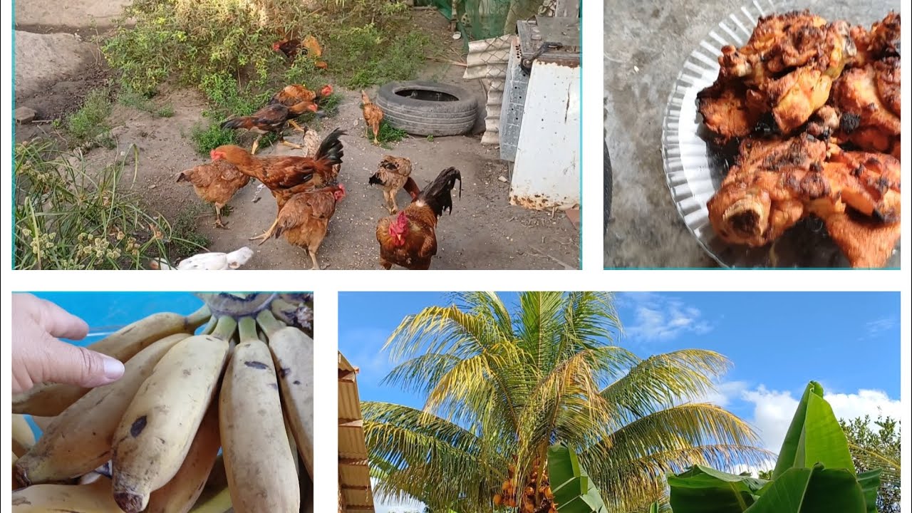 Meu café da manhã e meu almoço // fiz  plantação de quiabo