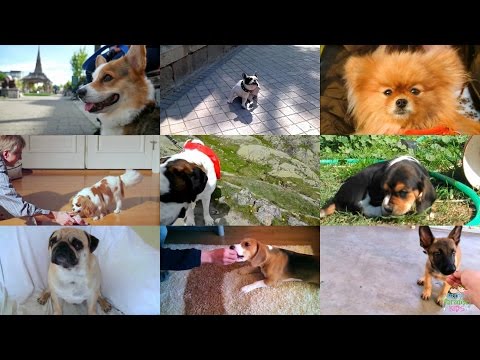 Video: Opas Englanti Bulldog Puppies