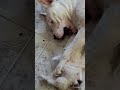 Dogo argentino atacado por animal salvaje