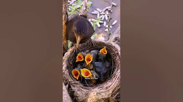 Common blachbird birds [ Review Bird Nest ] - DayDayNews
