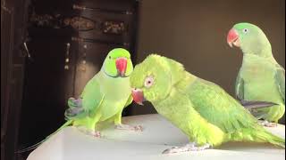 Parrots calling mithu mithu nice ||