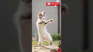 Bavaaa meenu song catfunny dance ytshorts shorfeed catdance