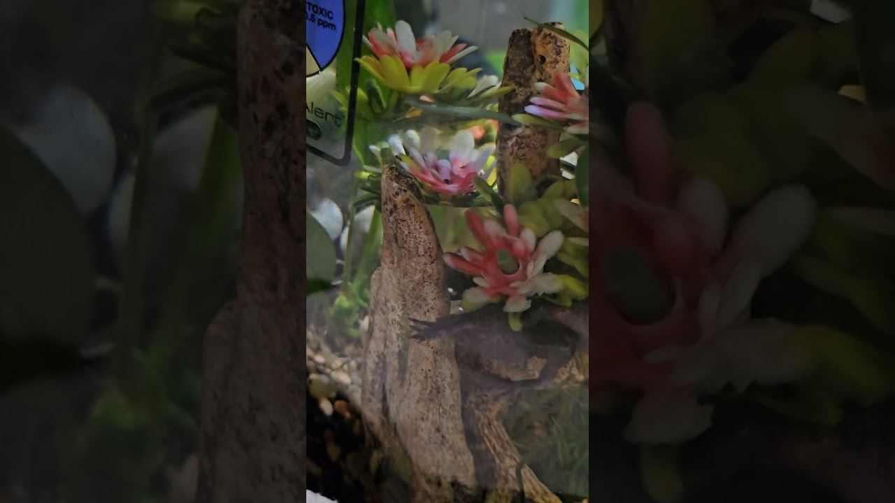 He Just Won't Let Go! Amplexus in Action 