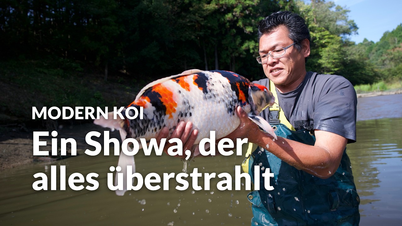 Konishi Live: Das Abfischen des Naturteichs Nagatani | Modern Koi Blog #8431