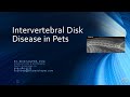 Intervertebral Disk Disease in Pets
