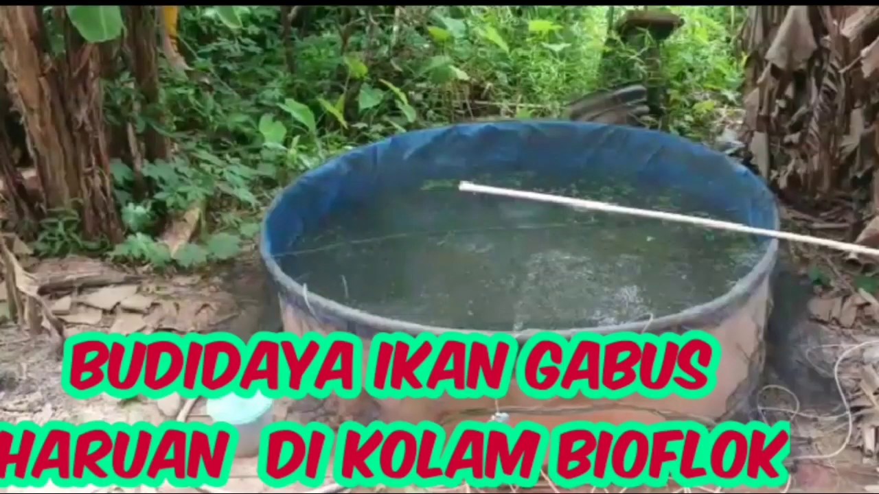 BUDIDAYA IKAN GABUS HARUAN DI KOLAM BIOFLOK 