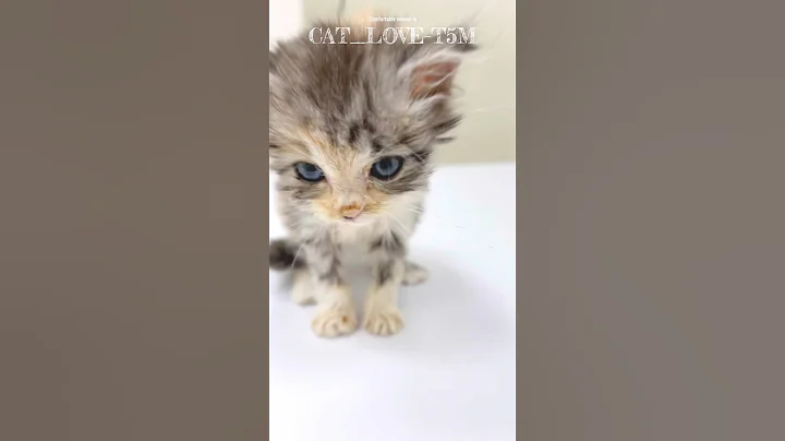 Video 11482431: cute persian kitten, cat kitten pets funnycat