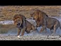 Факты о животных! Как изгоняют львов из прайда