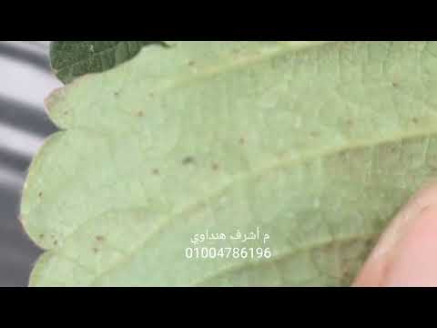 اعفان الثمار و العنكبوت الأحمر أهم سلبيات طغيان المجموع الخضرى فراولة الإنتاج