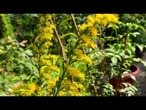 Video: Mga Placer Ng Ginto Ng Solidago. Paglalapat