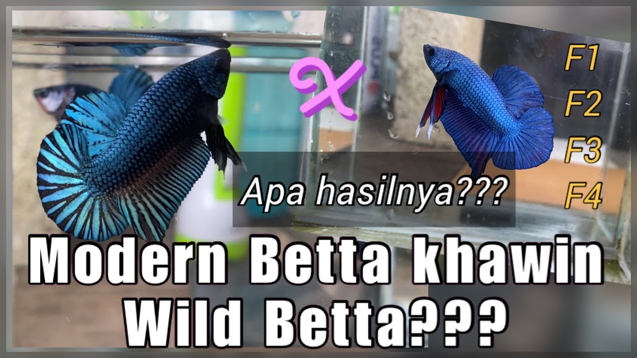 Cross Breeding Modern vs Wildbetta// Hasilnya sangat padu// Ilmu crossbreed