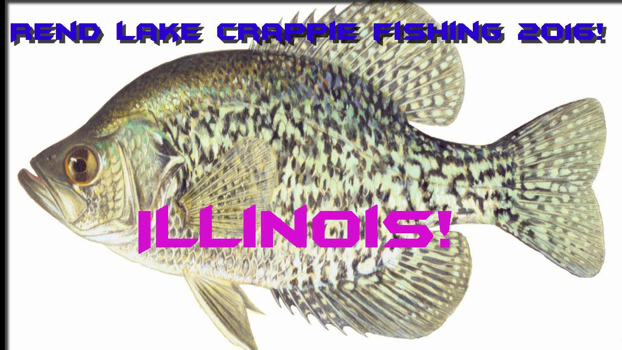 Rend Lake crappie fishing 2016 YouTube