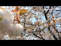 【秋田の春　桜日和】日本国花苑（井川町）
