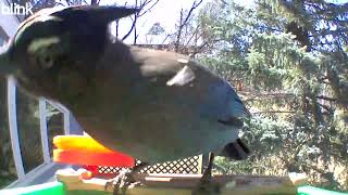 Stellar’s Jay