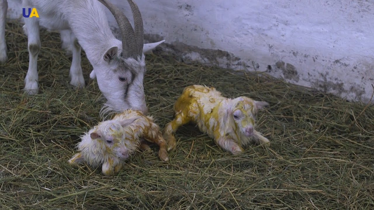 تربية أجود سلالات الماعز في مزرعة ليتوفتشينكو في أوكرانيا