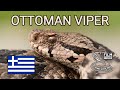 Venomous Ottoman viper (Montivipera xanthina), longest viper in Europe, dangerous snake from Europe