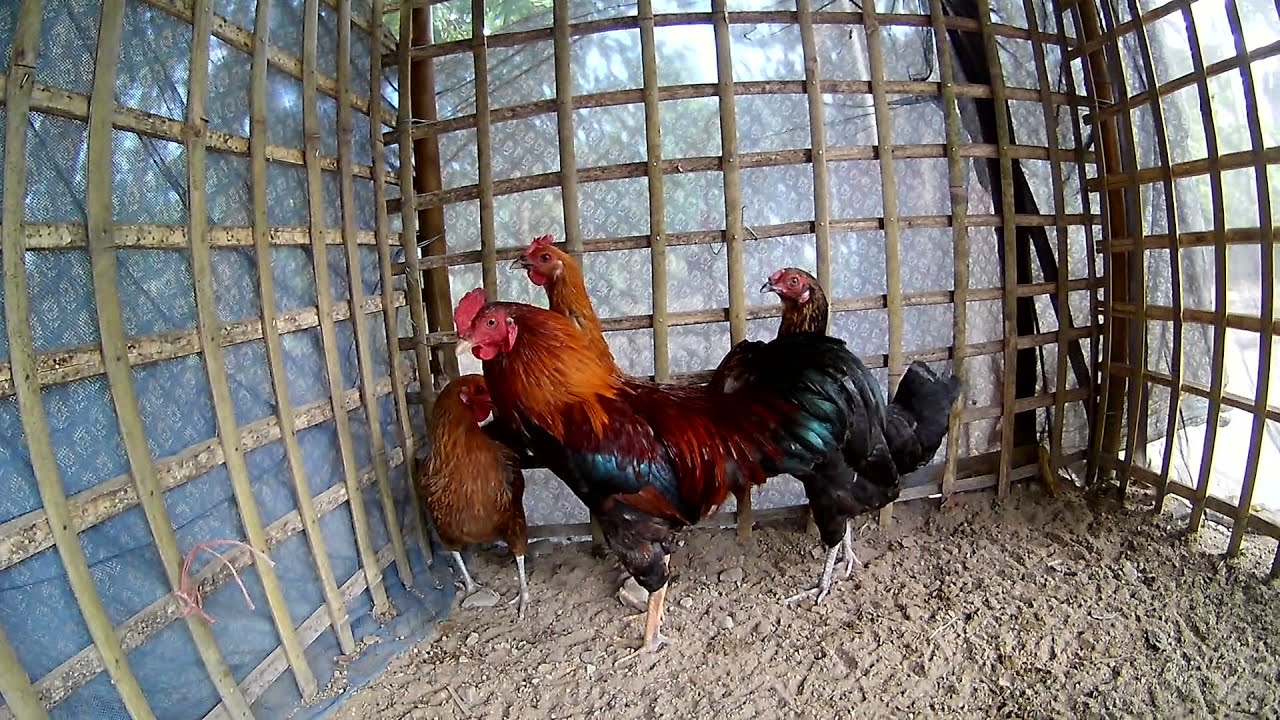 How to make poultry cage in village with bamboo How to make bamboo