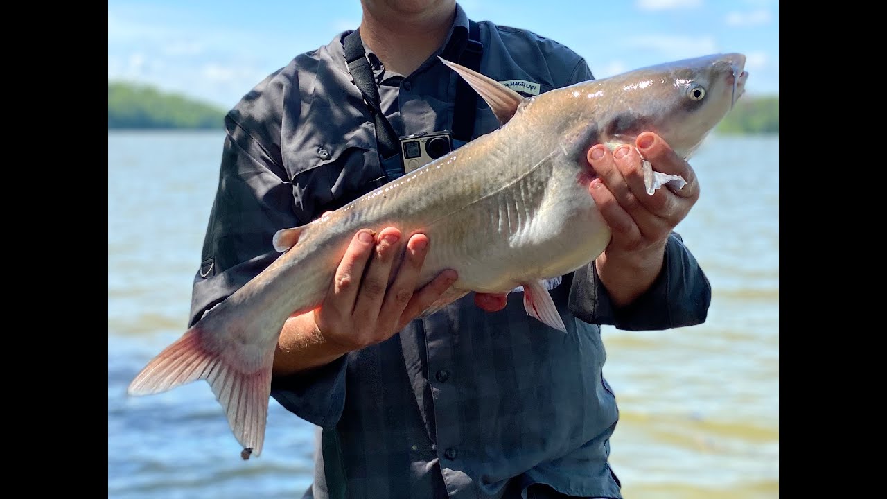 How to catch catfish! YouTube