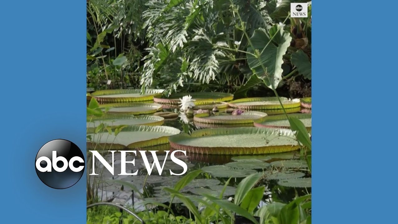 Time-lapse shows world's largest species of waterlily growing