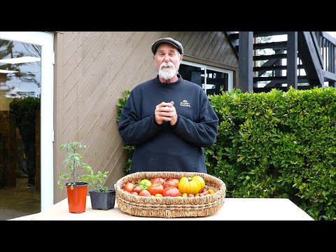 Vídeo: Schimmeig Striped Hollow Tomates – Como cultivar tomates Schimmeig para recheio